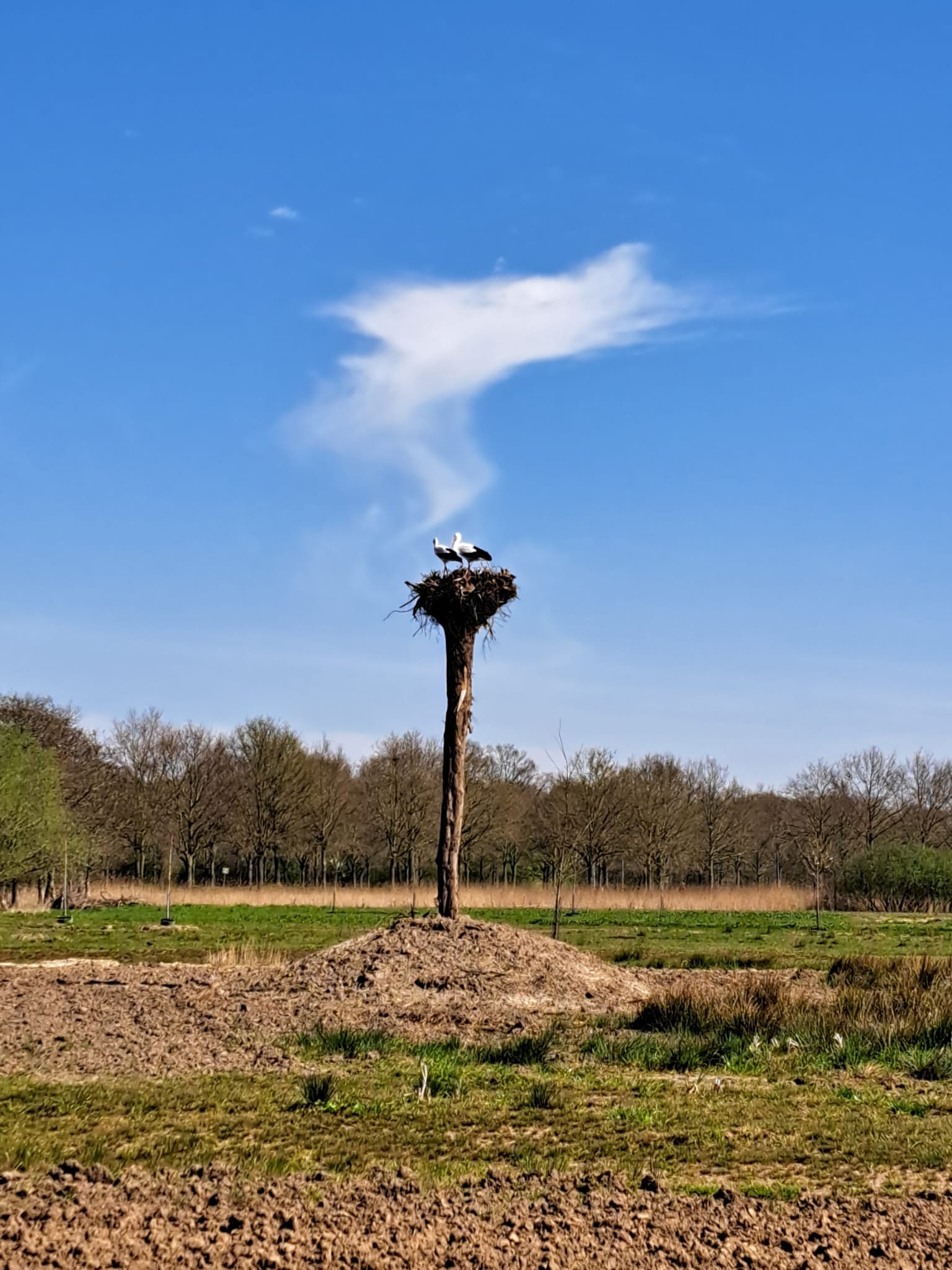 ooievaar